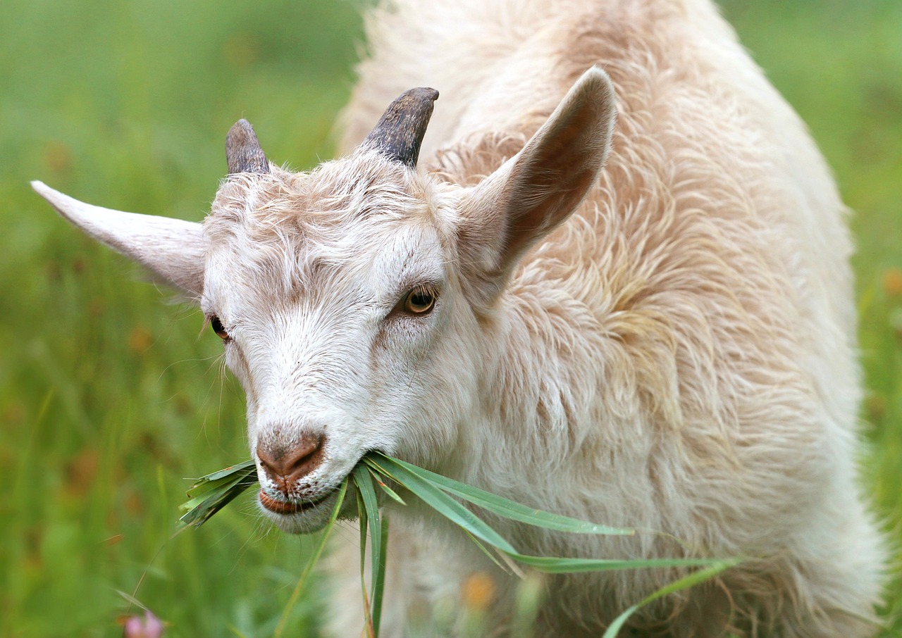 WHAT YOU SHOULD KNOW ABOUT GOAT FARMING